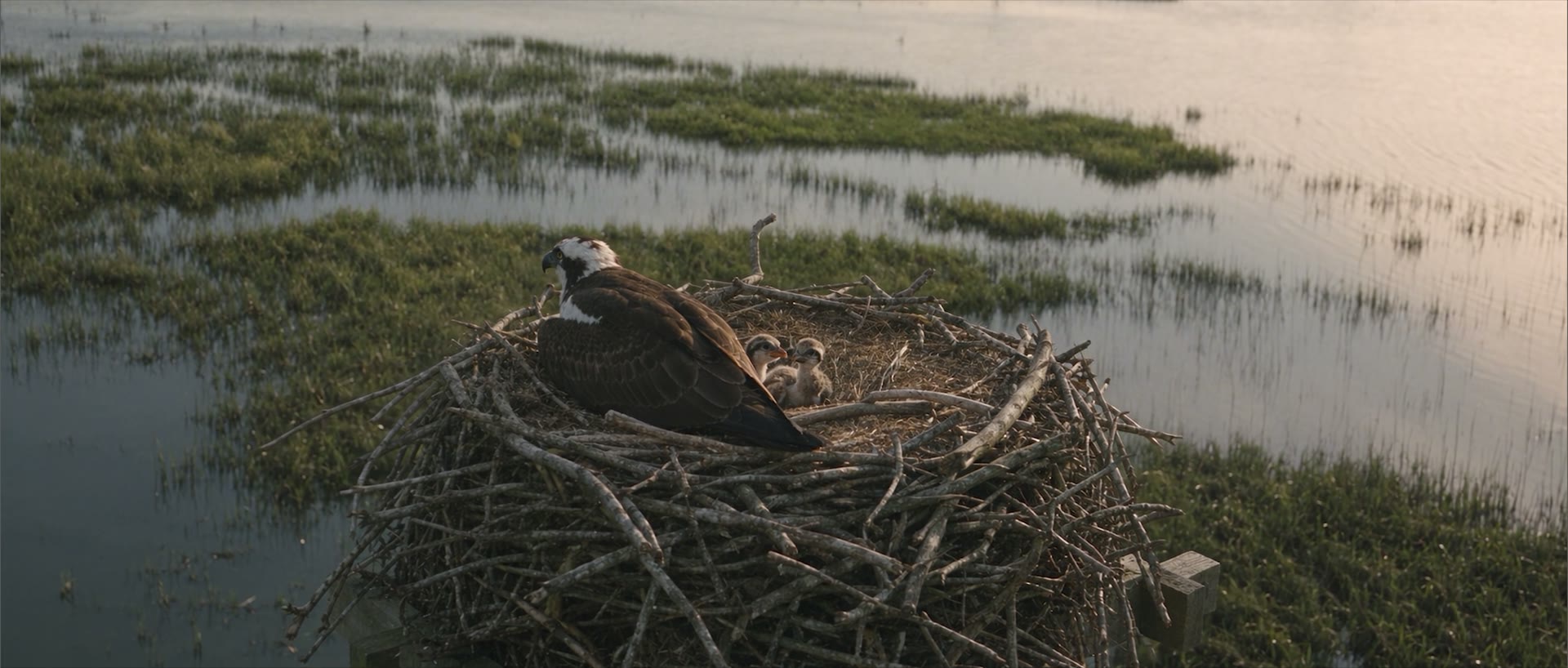 An osprey on its nest above the marsh