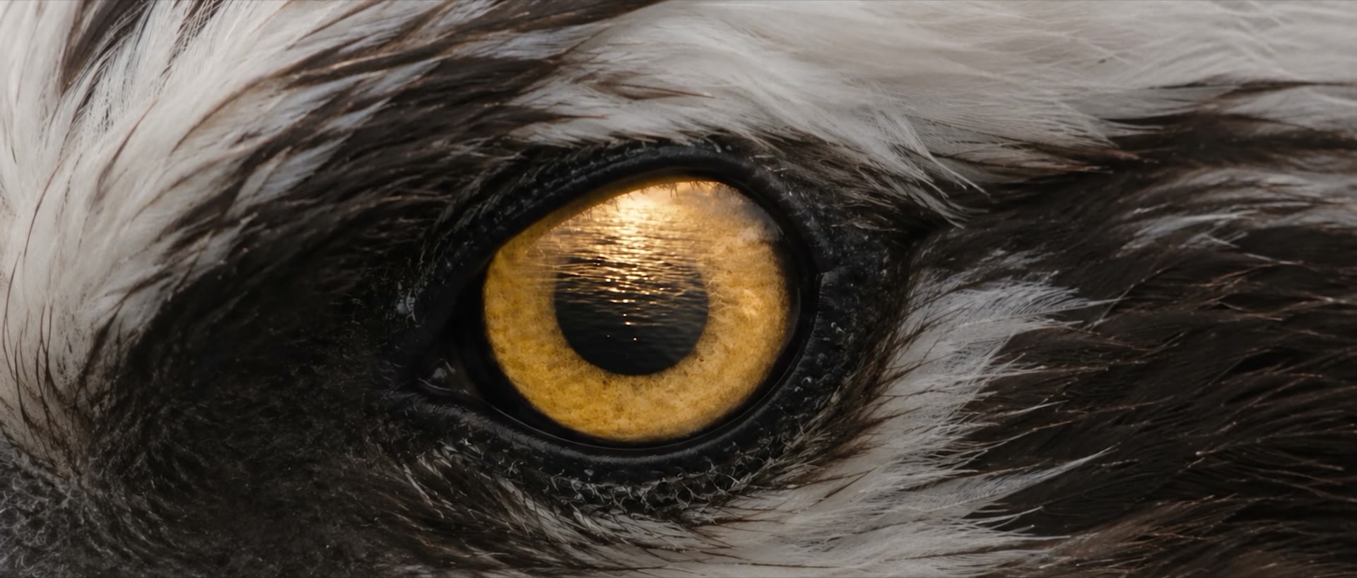 The osprey's eye, the river reflected in it